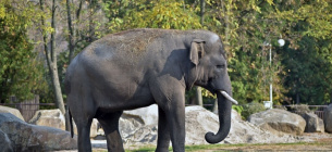 Фото с сайта Киевского зоопарка 