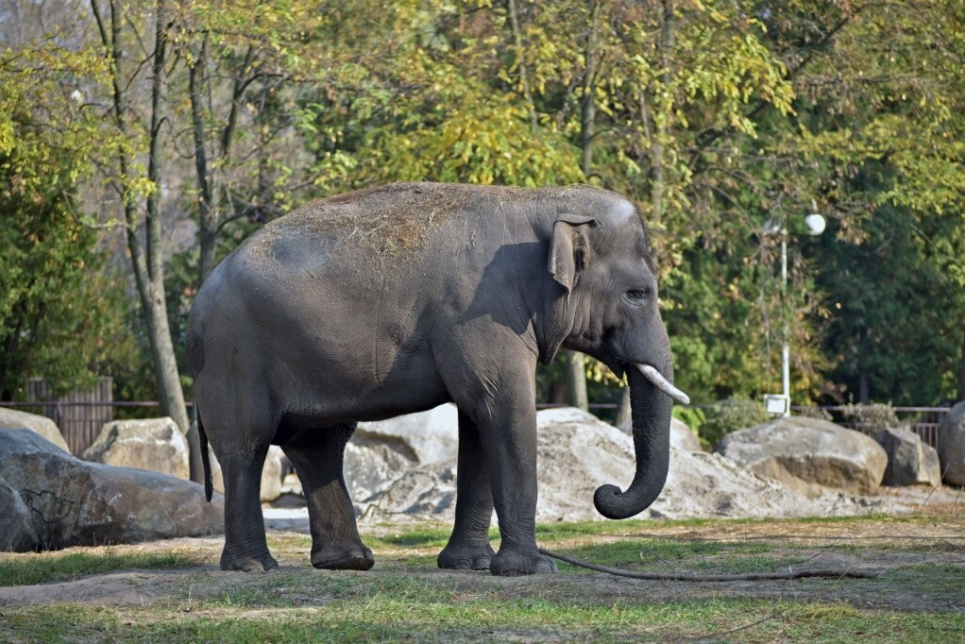 Фото з сайту Київського зоопарку