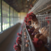 Франція стурбована впливом пільгового експорту української агропродукції на свій внутрішній ринок Фото ілюстративне