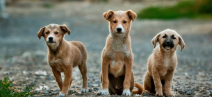 Любов без родоводу, вірність без паперів Фото ілюстративне