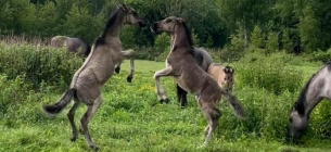 Во Львовской области нацпарк показал потомков диких лошадей тарпанов, родившихся в этом году