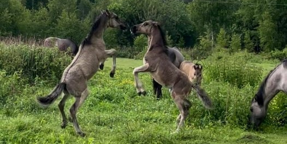 На Львівщині нацпарк показав нащадків диких коней тарпанів, народжених у цьому році