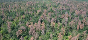 Поблизу Черкас всихає 140-річний ліс
