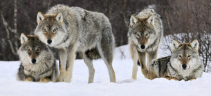 Айдахо вб'є 90 % вовків штату