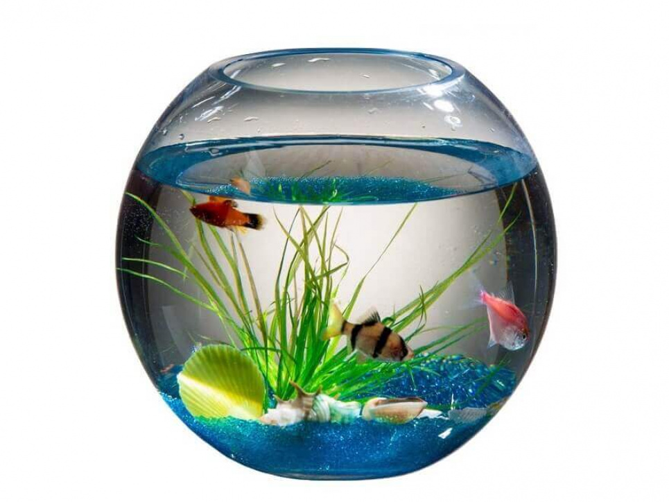 «Нову пошту» хочуть оштрафувати на 325 млн за розбитий акваріум Фото:
rubkavdoma.com.ua