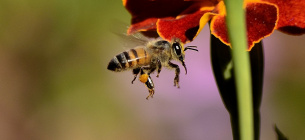 Как сделать так, чтобы пчелы не кусали: советы пасечницы
