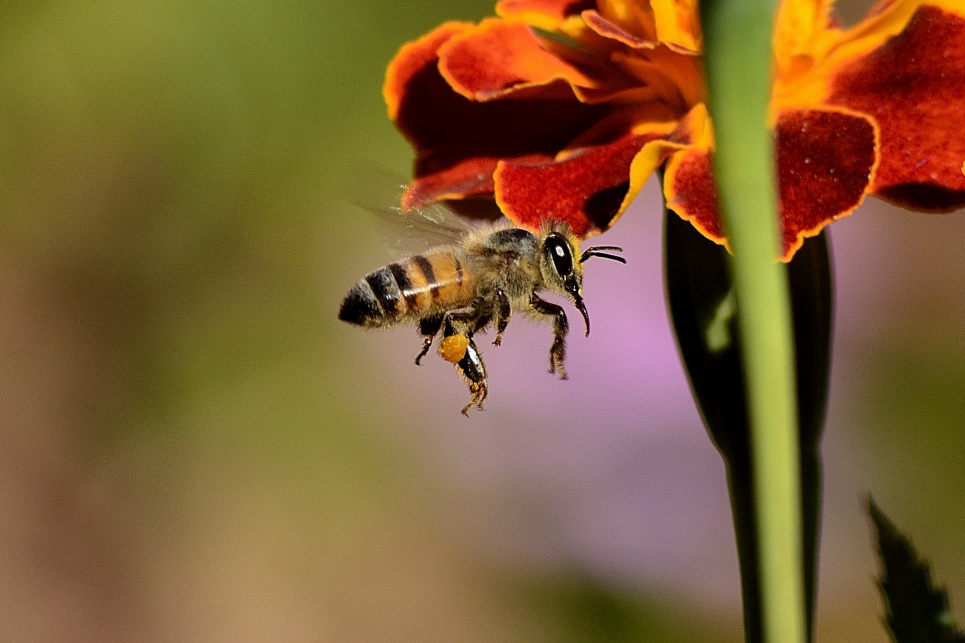 Як зробити так, щоб бджоли не кусали: поради пасічниці