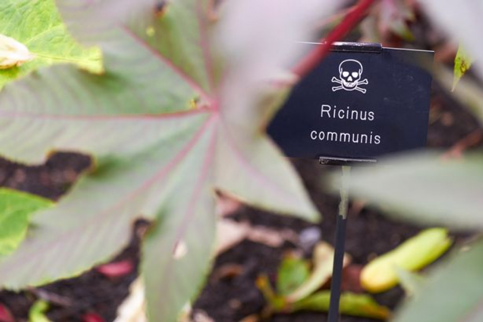 У Британії знайшли найбільш отруйний у світі сад, повний небезпечних рослин