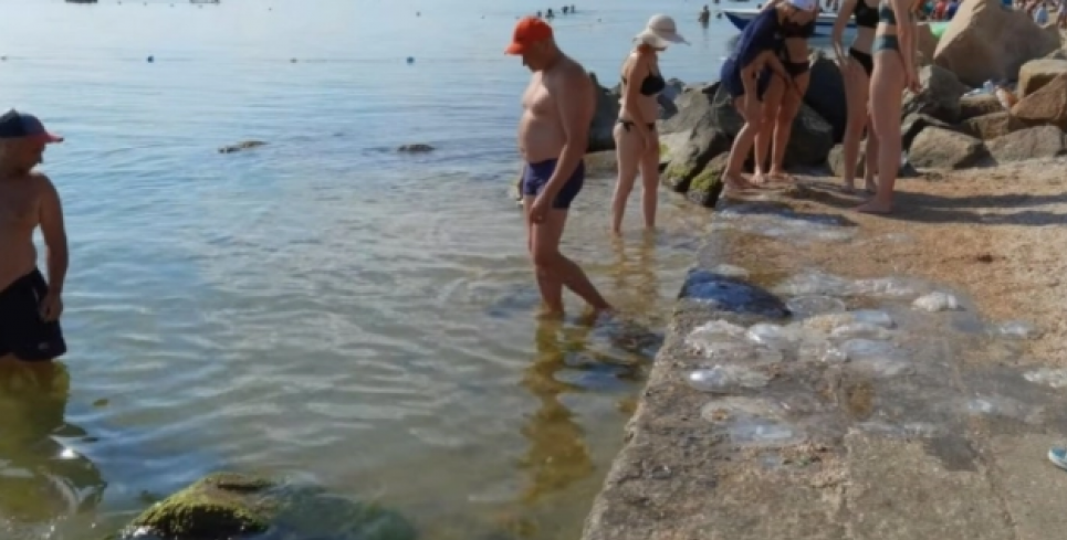 Азовское море кишит медузами: вонь, грязь и миллионы божьих коровок, которые лезут в рот