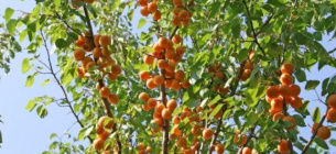 Українські фермери-селекціонери виводять нові сорти кущових абрикосів і персиків