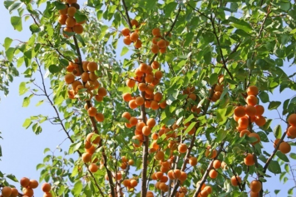 Українські фермери-селекціонери виводять нові сорти кущових абрикосів і персиків