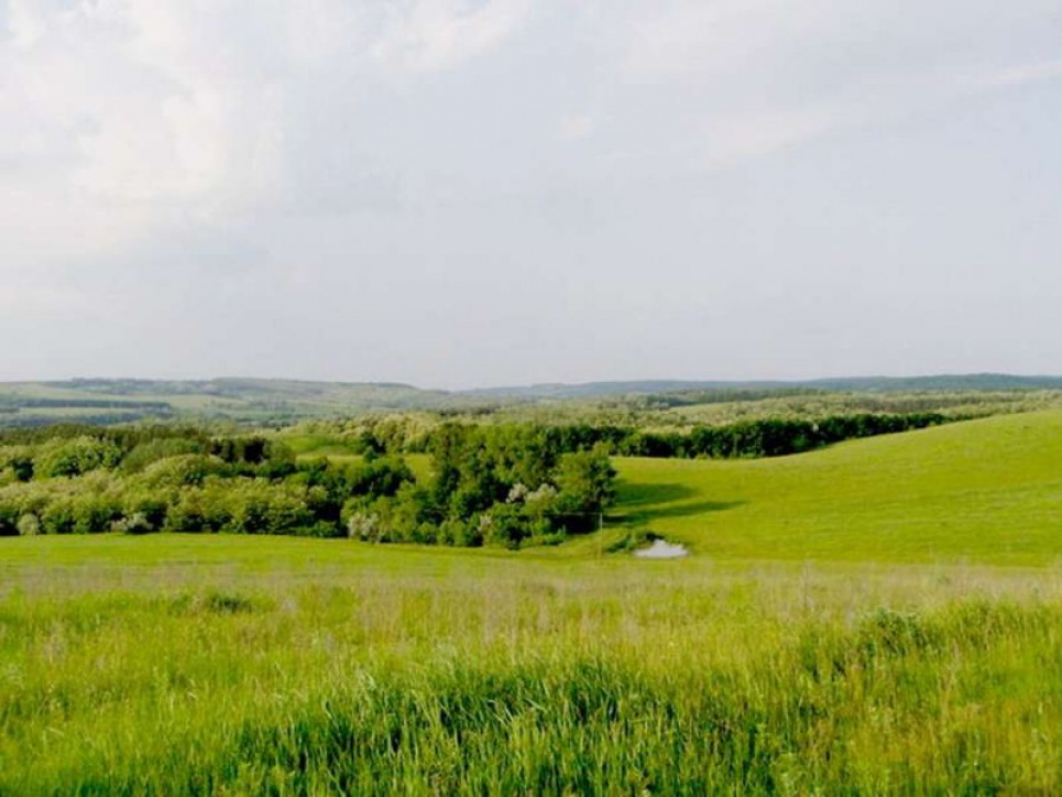 Реліктовий лісовий масив «Холодний Яр» стане нацпарком