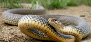 16 липня у світі відзначають Всесвітній день змій