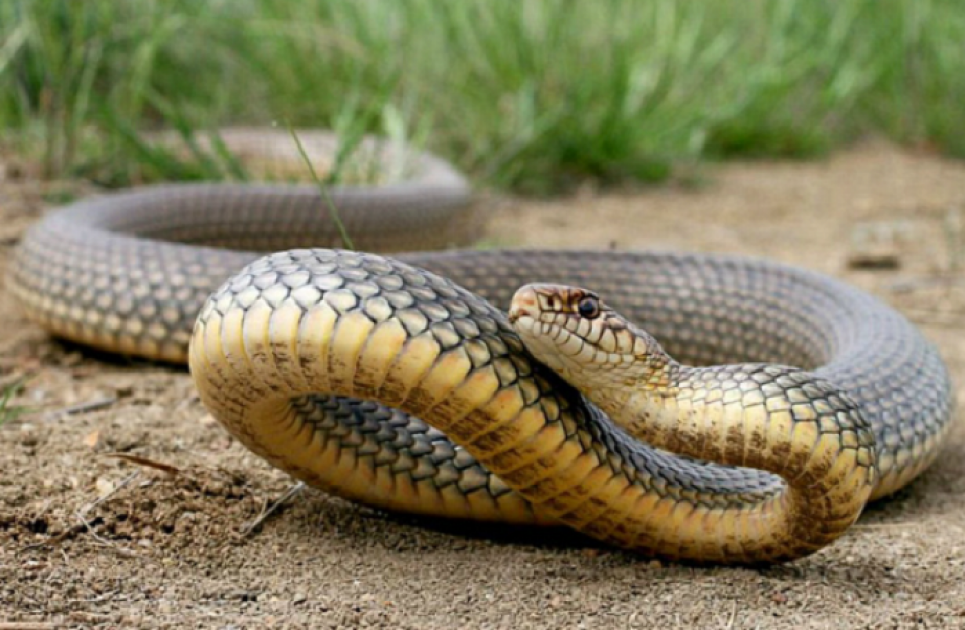 16 липня у світі відзначають Всесвітній день змій