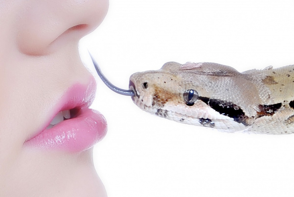 Как узнать ядовитую змею