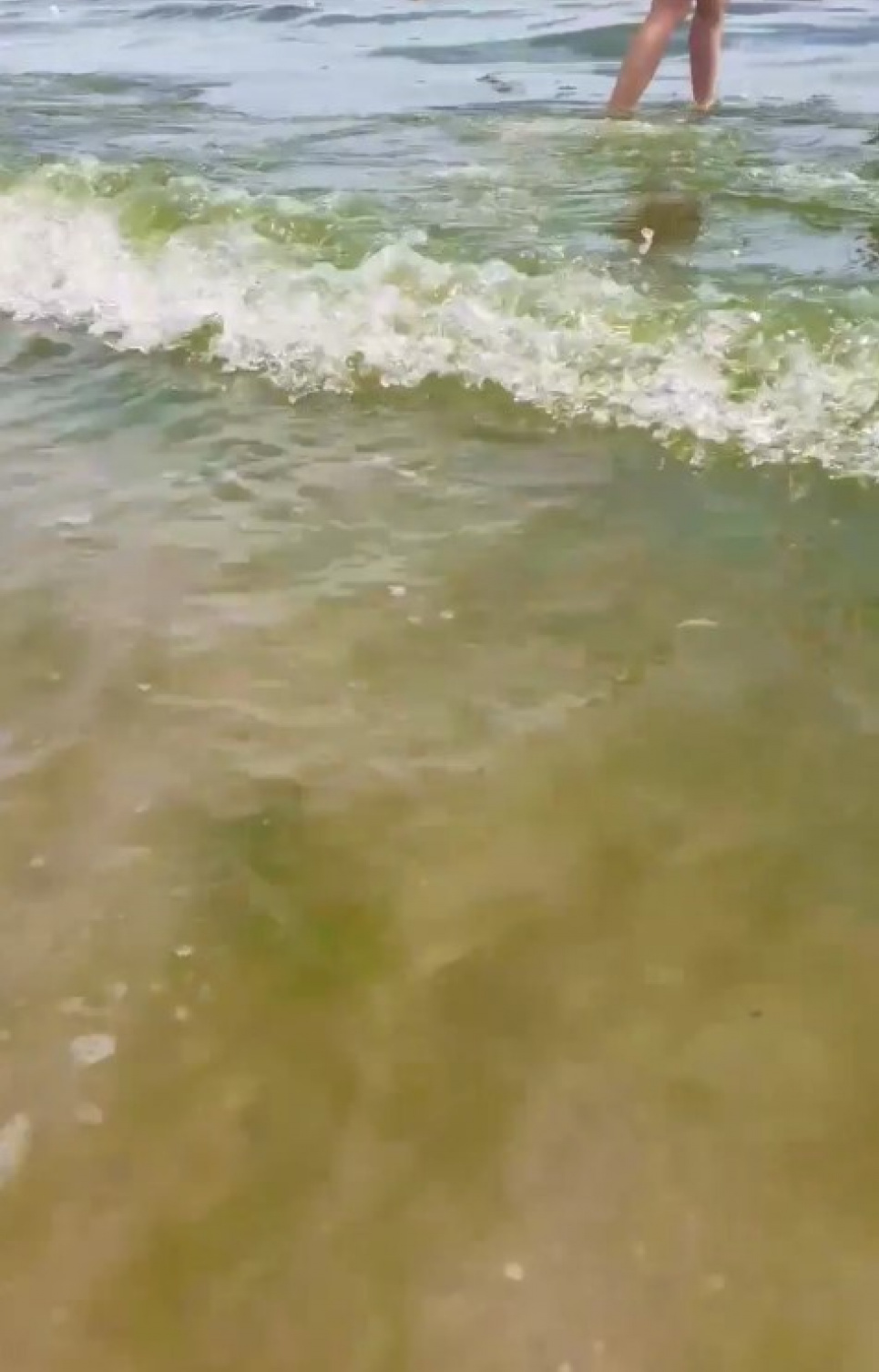 У Затоці люди купаються у зеленій від водоростей воді (ФОТО) Фото: Оксана Торохтій