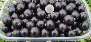 Украинцы вырастили сорт смородины, ягоды которой достигают размера гривни. Фото с испытательного участка ООО «ФруТек» 