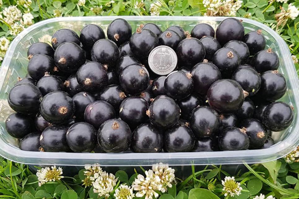 Українці виростили сорт смородини, ягоди якої розміром з гривню  Українці виростили сорт смородини, ягоди якої розміром в гривню. Фото з випробувальної ділянки ТОВ ФруТек