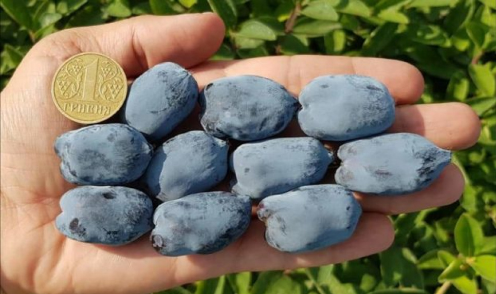 В Украине вырастили самую большую в мире ягоду с огромным содержанием антиоксидантов В Украине вырастили самую большую в мире ягоду с огромным содержанием антиоксидантов