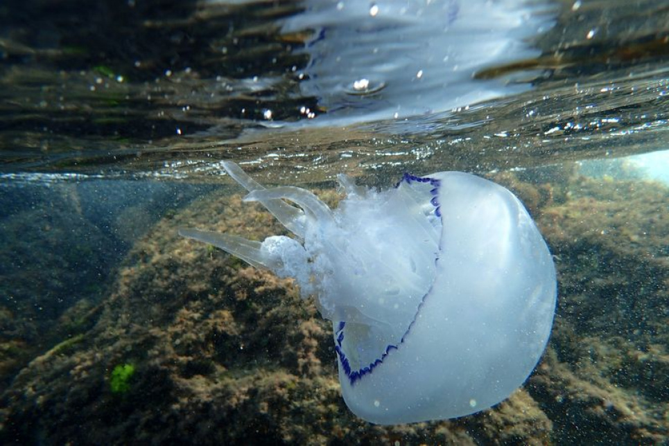 Фахівці пояснили, чому Азовське море кишить медузами Фото:
Отдых в Украине