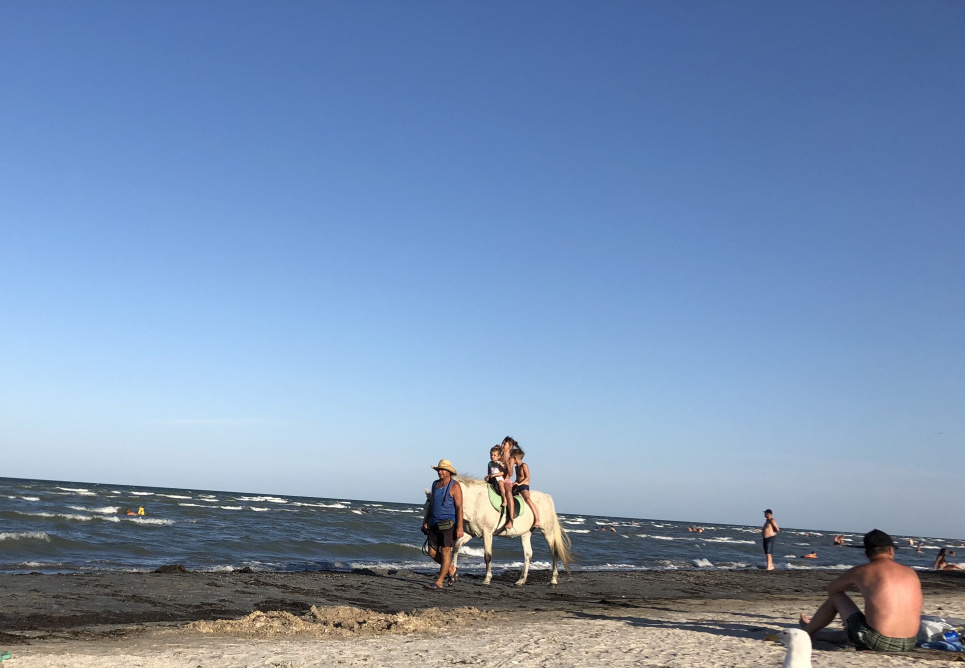 Поліція Генічеська прикриває тих, хто експлуатує тварин (ФОТО) Генічеськ