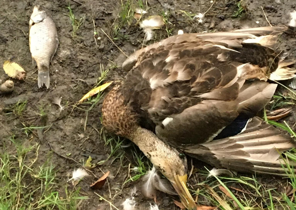 Мертва риба та качки в Голосіївських озерах