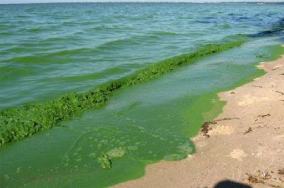 Чому шкідливо купатися у воді, яка «цвіте» — пояснює фахівець Фото:
pplus.in.ua