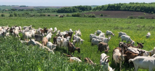 Фермер тримає 340 кіз і робить неймовірні сири з пліснявою, рікоту та морозиво 