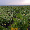 В Одесской области непогода «укатала» поля кукурузы и подсолнечника в землю