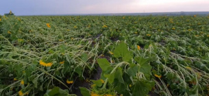 В Одесской области непогода «укатала» поля кукурузы и подсолнечника в землю