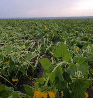 В Одесской области непогода «укатала» поля кукурузы и подсолнечника в землю, масштаб стихийного бедствия показали фермеры — видео В Одесской области непогода «укатала» поля кукурузы и подсолнечника в землю