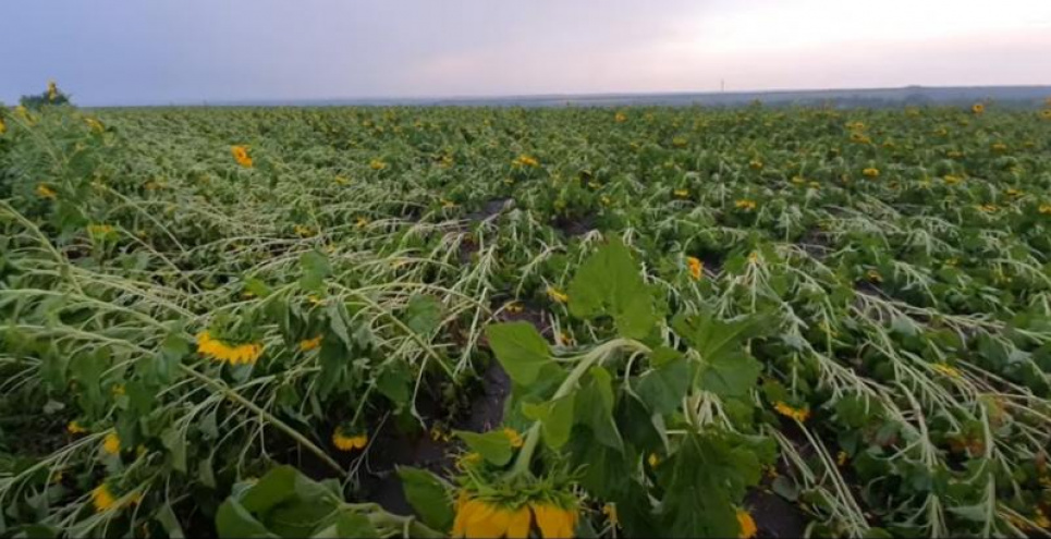 В Одесской области непогода «укатала» поля кукурузы и подсолнечника в землю