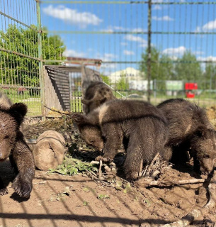 У реабілітаційному центрі «Біла скеля» збирають кошти для добудови вольєрів для врятованих ведмежат Фото: dobrodiy.club