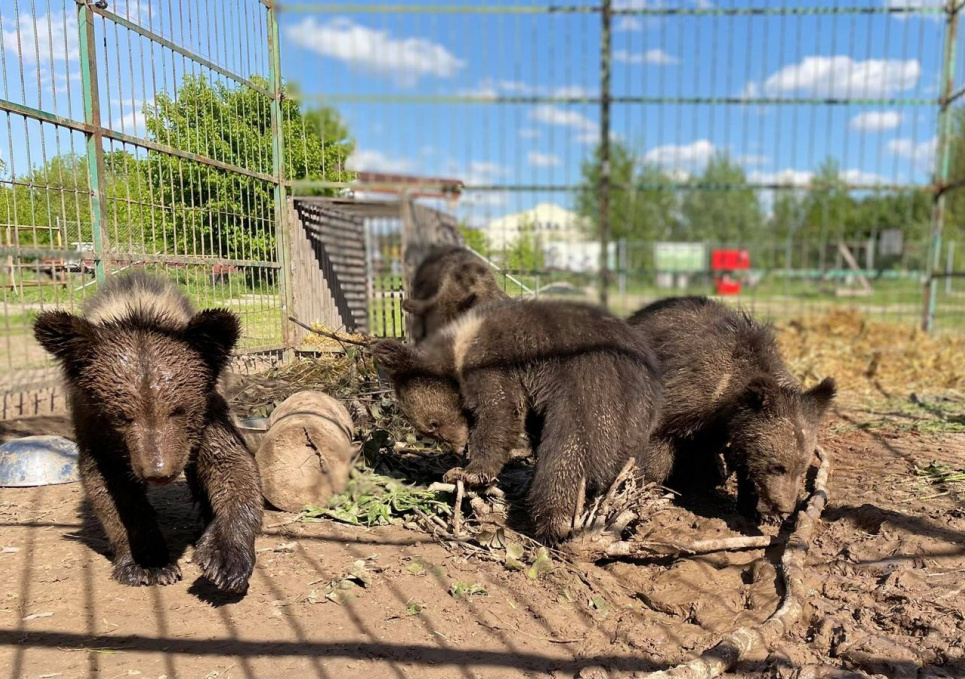 У реабілітаційному центрі «Біла скеля» збирають кошти для добудови вольєрів для врятованих ведмежат Фото: dobrodiy.club