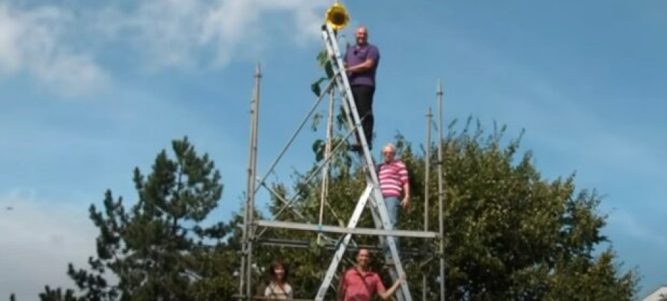 Рекорди садівництва: чоловік виростив сонях заввишки у двоповерхову будівлю