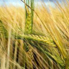 Холод и дождь оказывают влияние на урожай зерновых в ЕС