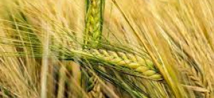 Холод и дождь оказывают влияние на урожай зерновых в ЕС