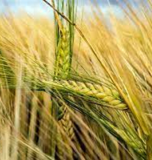 В Україні прогнозують рекордний врожай зерна Фото:
GrainTrade