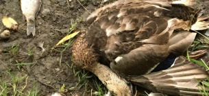 Рыба и утки в Ореховатских озерах Киева погибли от ртути