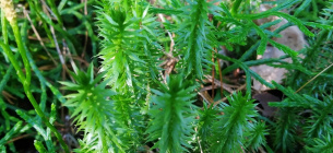У чернігівських лісах знайшли рідкісну червонокнижну рослину