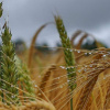 В Минагрополитики рассказали, каким будет урожай в 2021 году и цены на продукты питания Фото:
Агро - 24 Канал