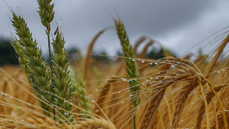 В Минагрополитики рассказали, каким будет урожай в 2021 году и цены на продукты питания Фото:
Агро - 24 Канал