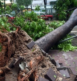 Під час буревію у Львові дерево вбило двох молодих людей Фото: Львівська міська рада