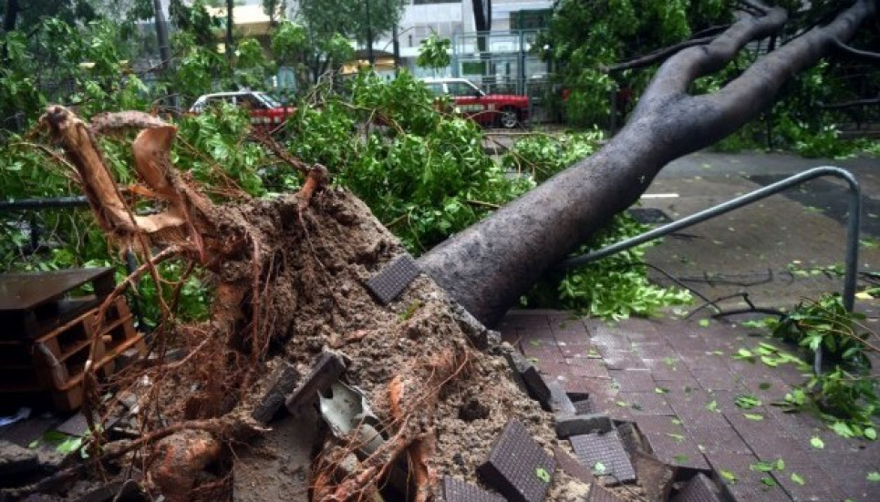 Під час буревію у Львові дерево вбило двох молодих людей Фото: Львівська міська рада