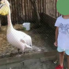 На фото, которое любезно предоставила Аня Гончаренко, девочка у одинокого пеликана в клетке, которого содержат сейчас в ужасной среде 