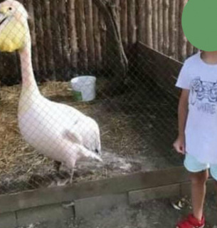 Экоинспекция «убивает» пеликана: в Одесской области краснокнижную птицу держат в клетке На фото, которое любезно предоставила Аня Гончаренко, девочка у одинокого пеликана в клетке, которого содержат сейчас в ужасной среде