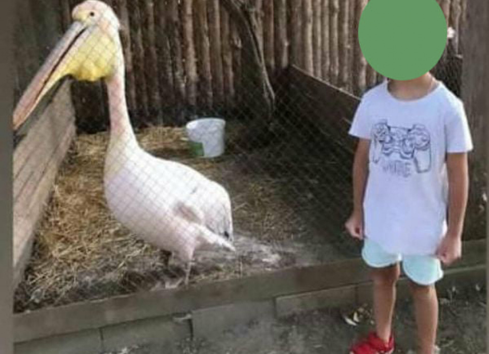 Экоинспекция «убивает» пеликана: в Одесской области краснокнижную птицу держат в клетке На фото, которое любезно предоставила Аня Гончаренко, девочка у одинокого пеликана в клетке, которого содержат сейчас в ужасной среде