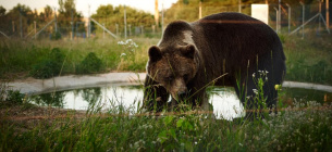 В Киевской области откроется медвежий приют «Белая скала»