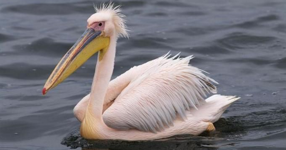 Розовый пеликан. Pelecanus onocrotalus. Краснокнижные розовый Пеликан. Розовый и кудрявый Пеликан.