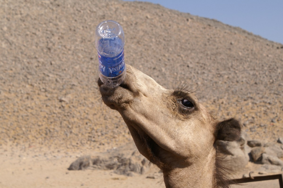 В пустыне тонут верблюды